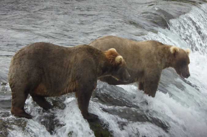 bears standing at the edge of a waterfall