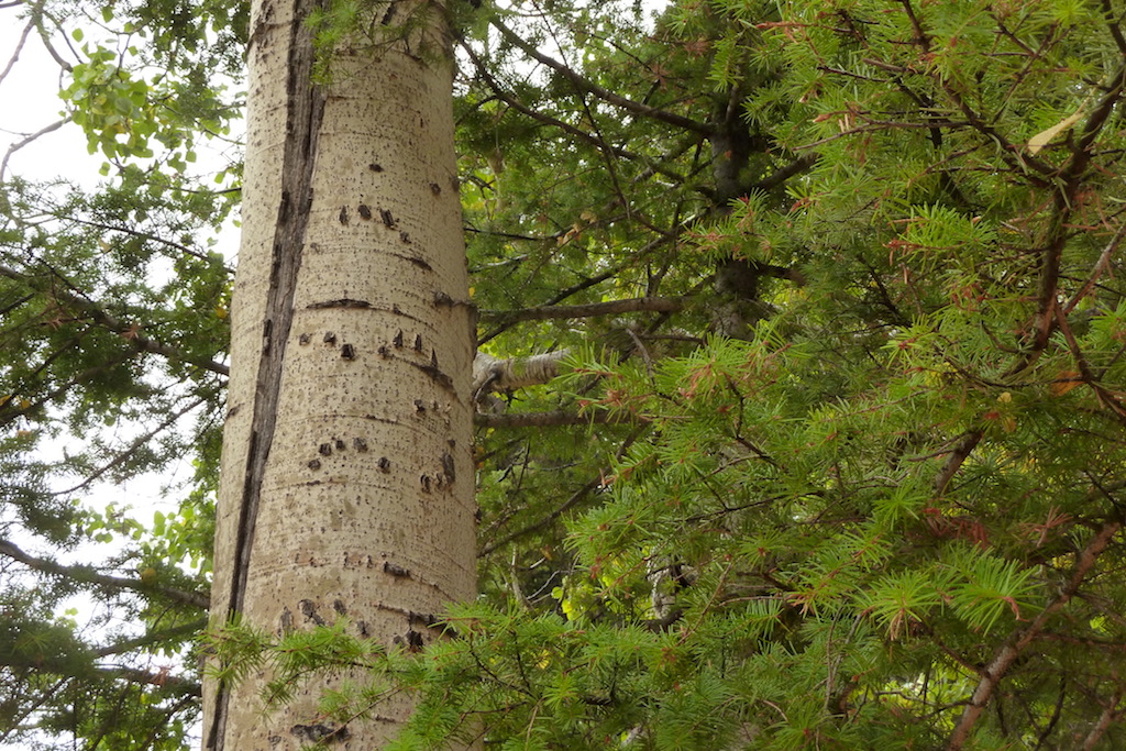 Black bear claw marks on quaking aspen, Beaver Ponds Trail.JPG
