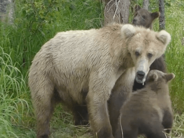 Mother bear standing near cubs at base of a tree.