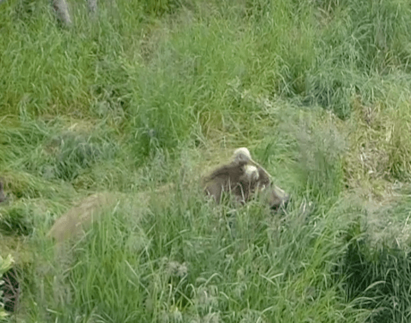 Bear standing in grass.