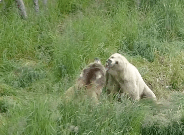 Two bears with open mouths in grass.
