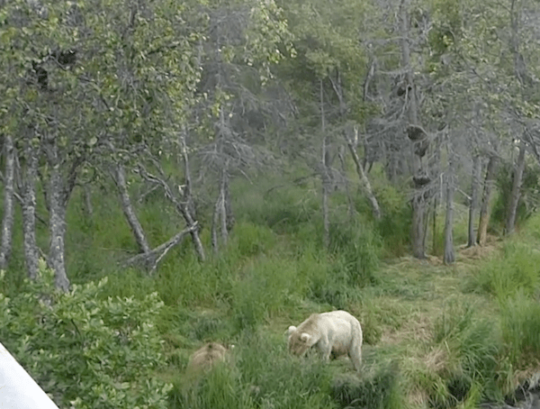 Bears in grass with cubs in trees.