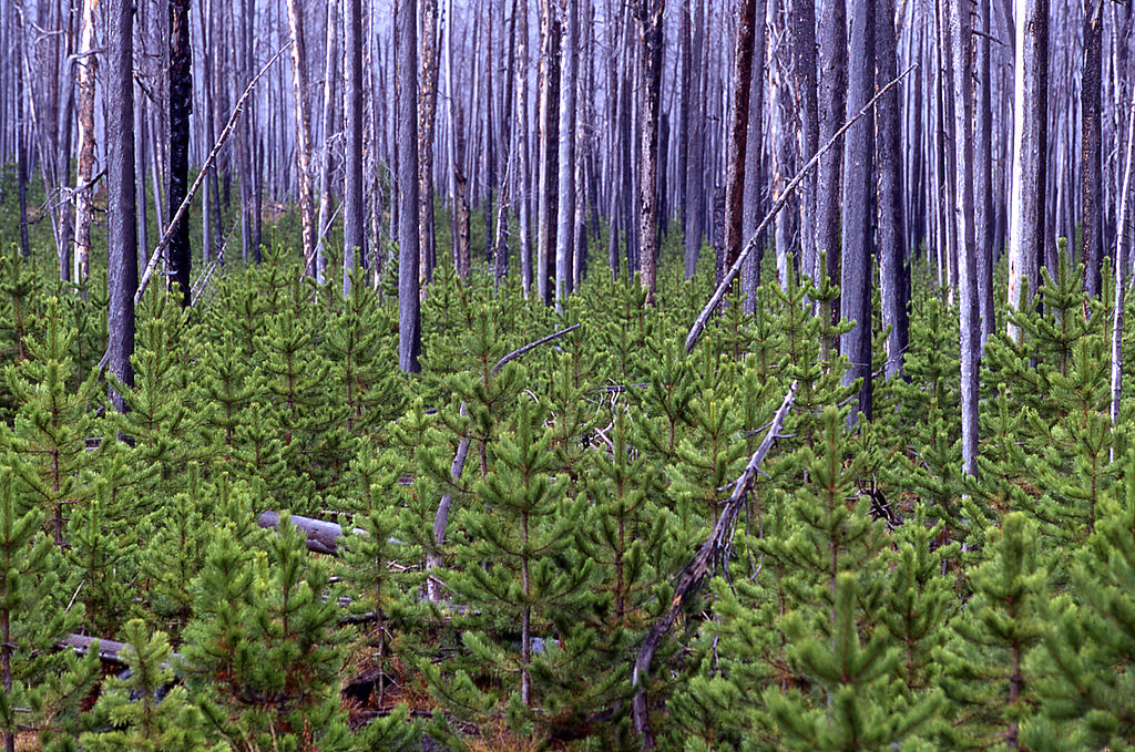 small pine trees under taller, dead-standing trees