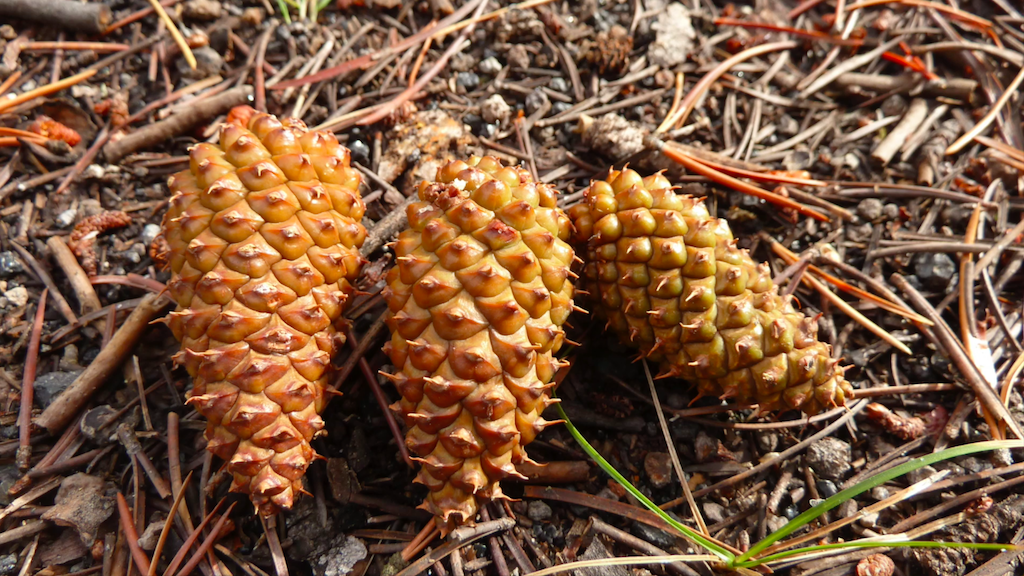pine cones on the ground