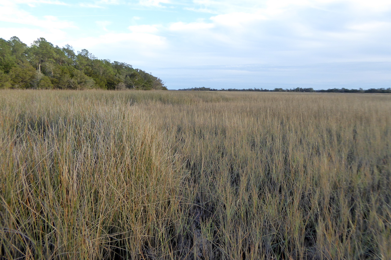 brown grass of salt marsh, taller rushes on left of photo, trees on horizon