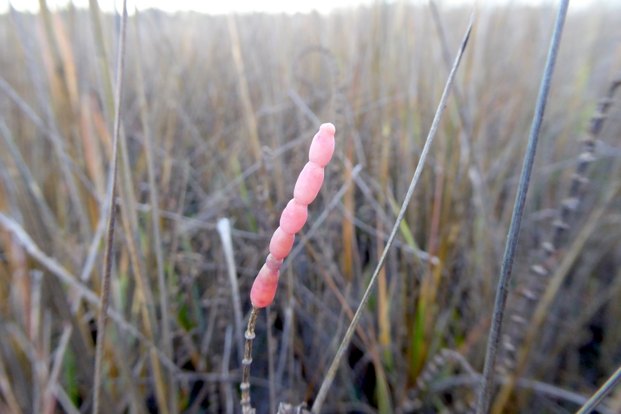 pinkish, segmented stem of saltwort