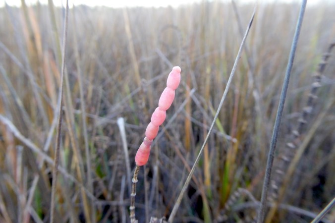 pinkish, segmented stem of saltwort