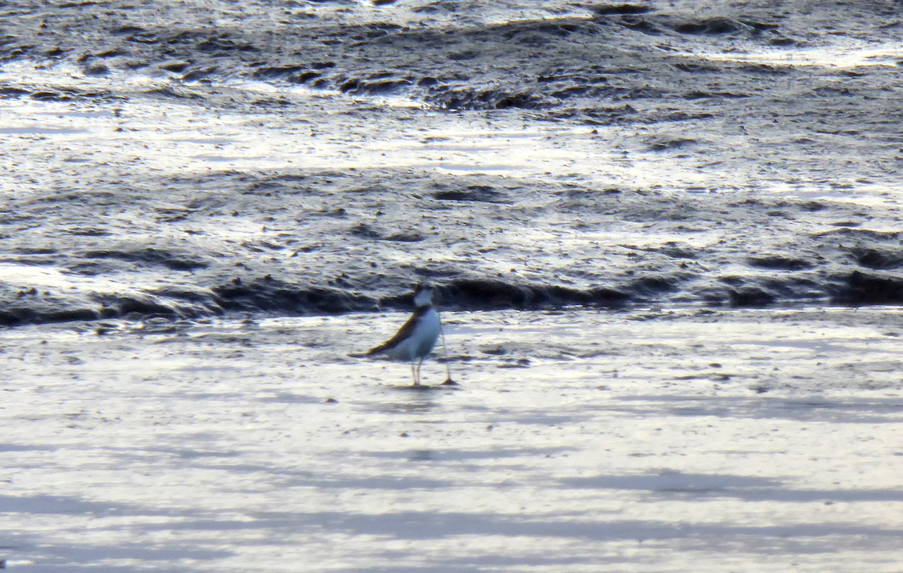 shorebird pulling a worm out of mud with its bill