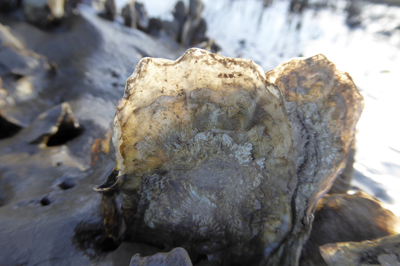 oyster shell with sunlight passing through translucent upper portion of shell.