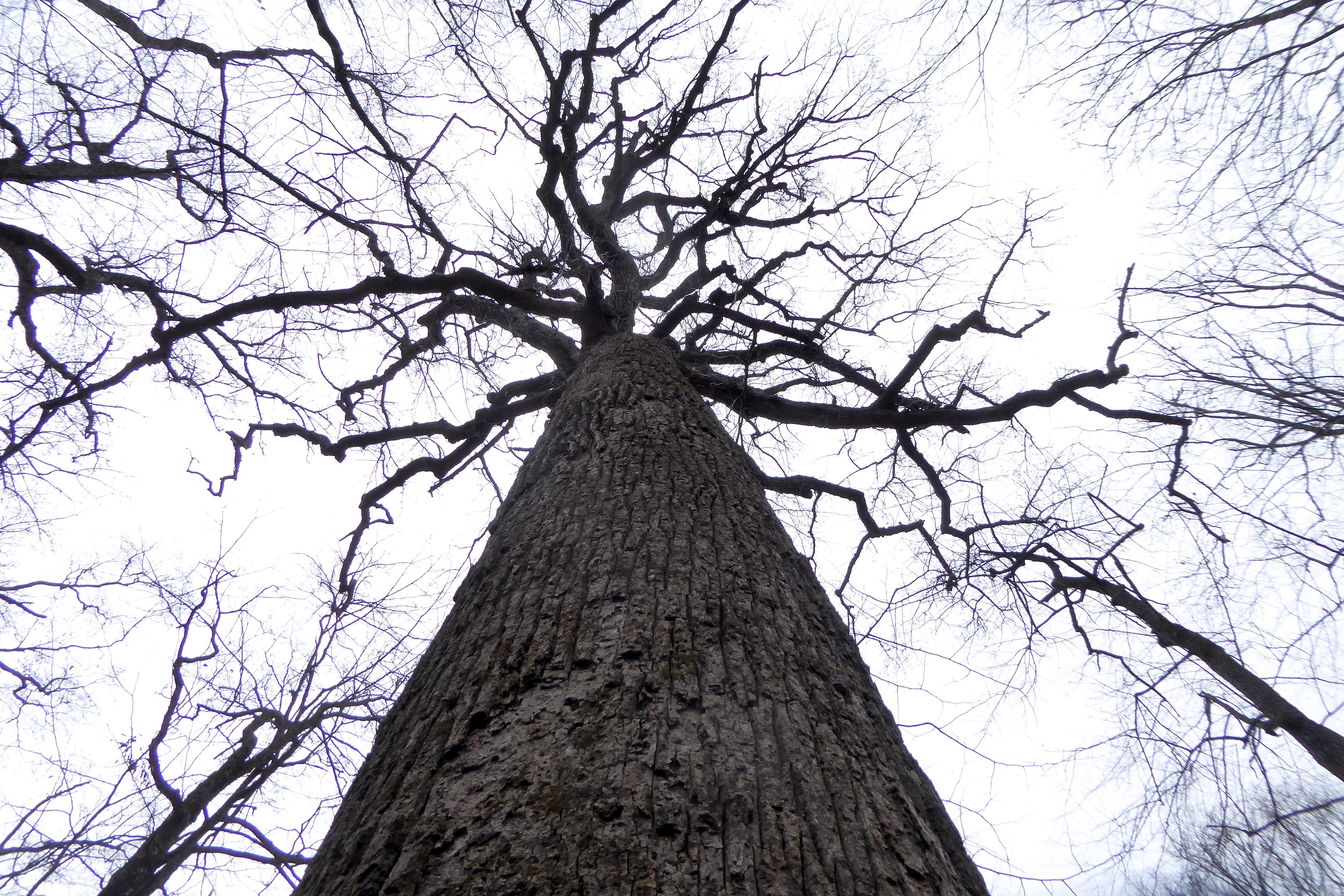 crown of large tulip tree