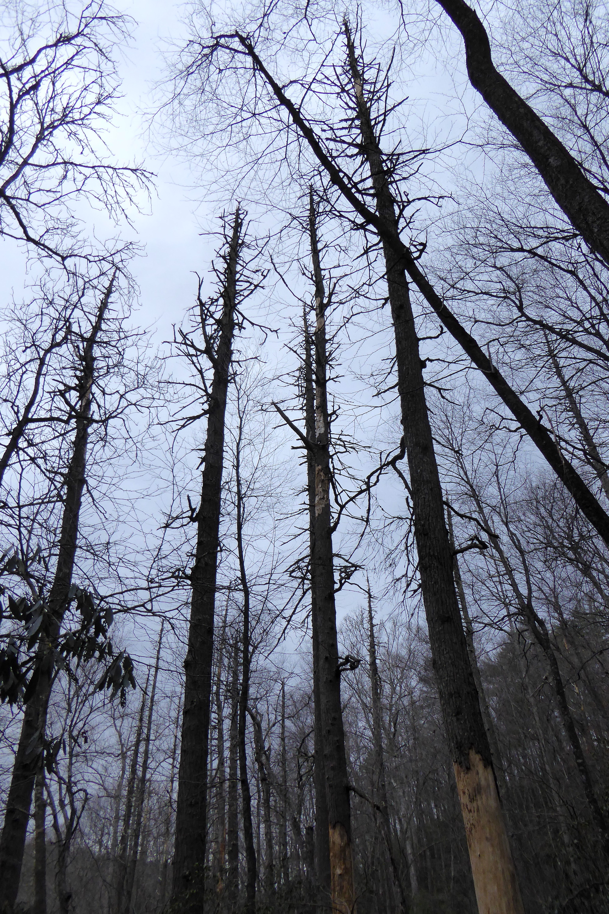 dead hemlock trees