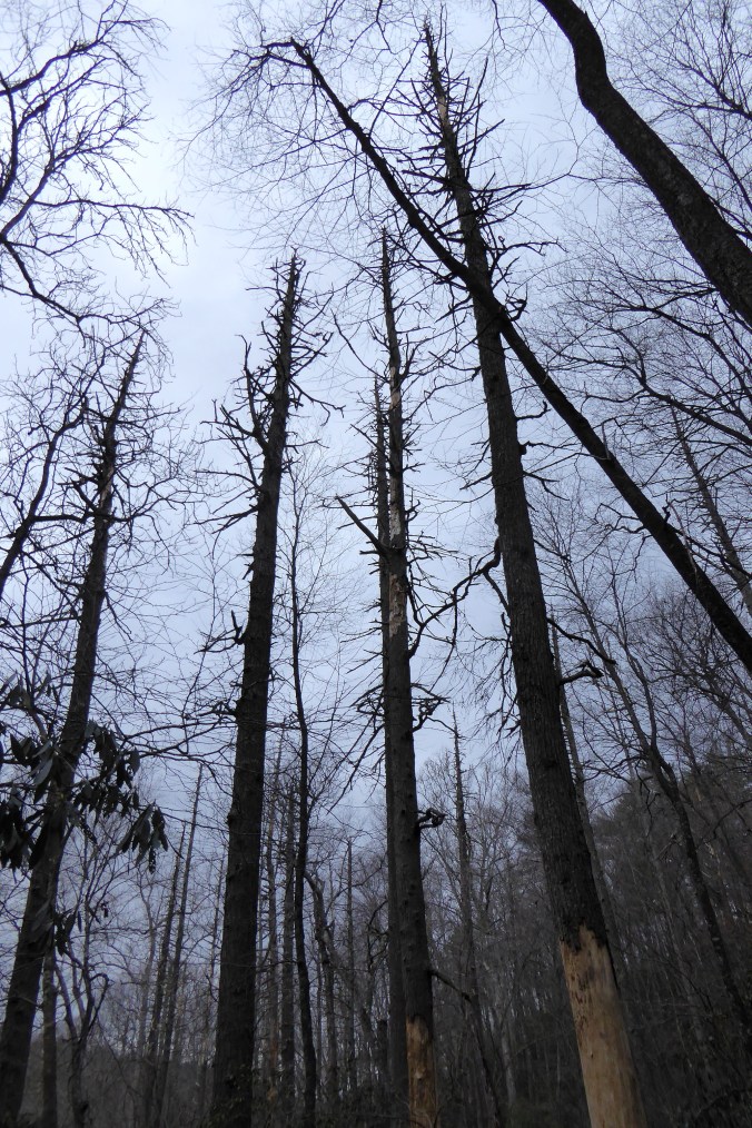 dead hemlock trees