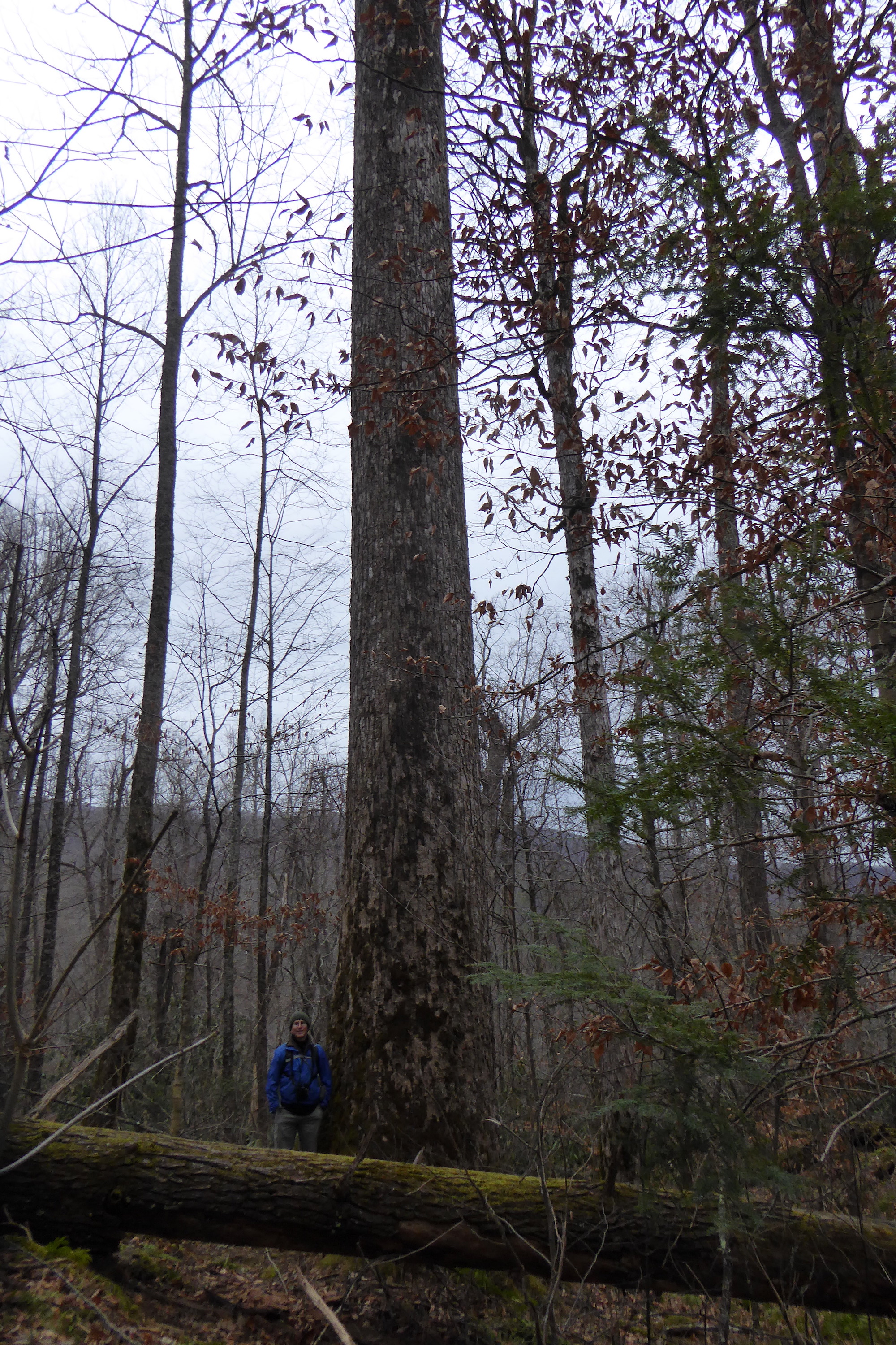 person standing at base of large tree