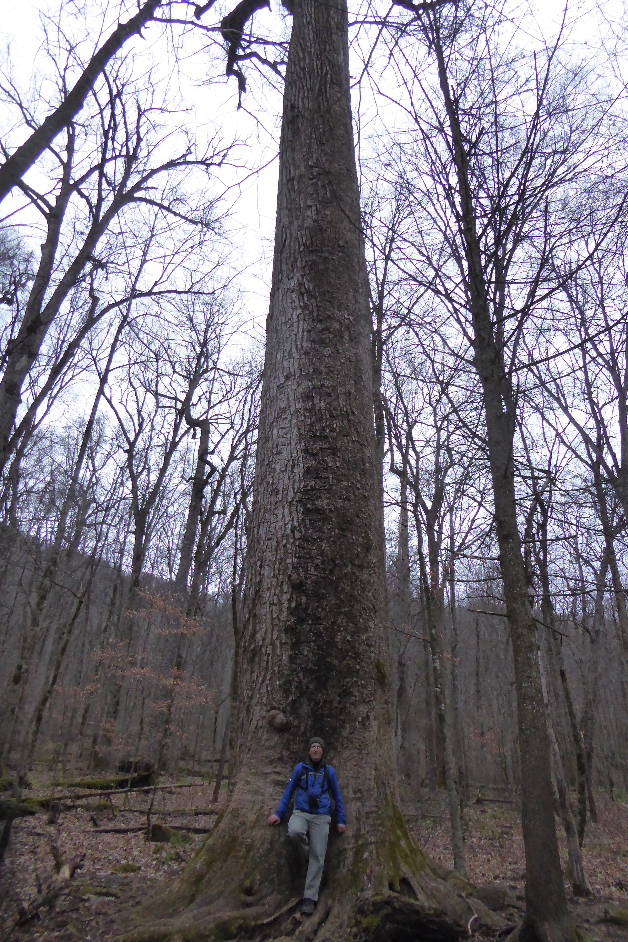 person standing at base of large tree