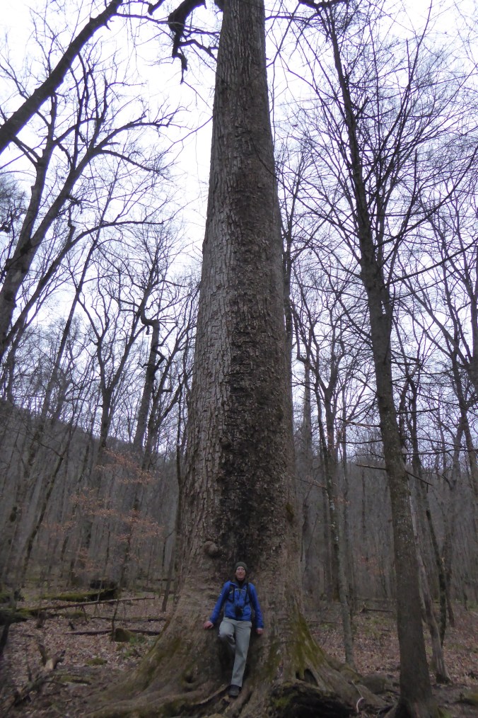 person standing at base of large tree
