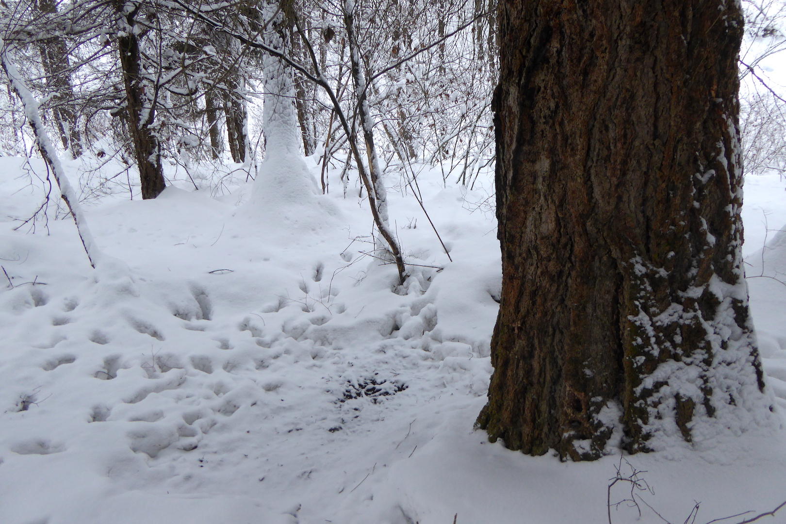 depression in snow from resting elk
