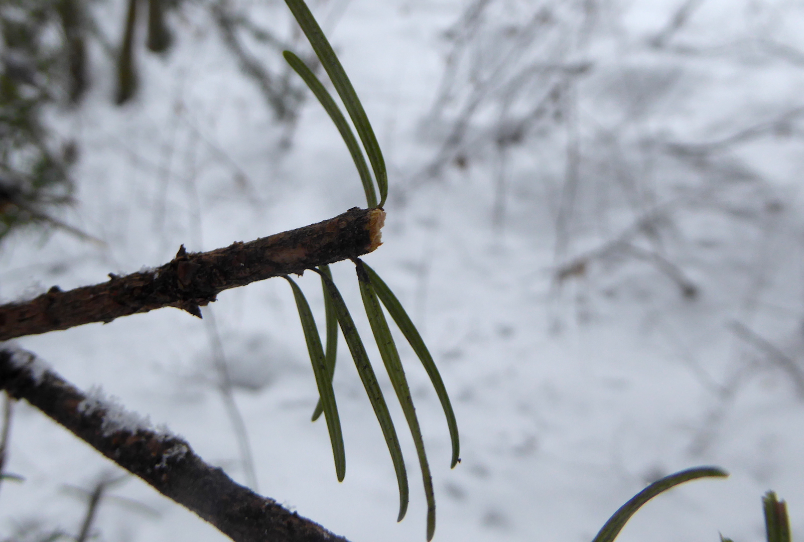 conifer twig clipped by browsing elk