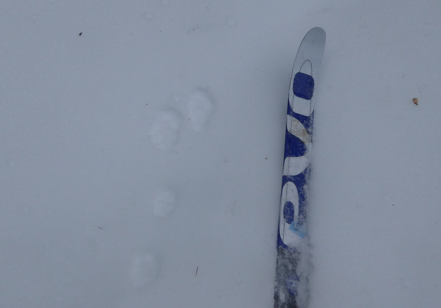 Snowshoe hare tracks in snow next to ski