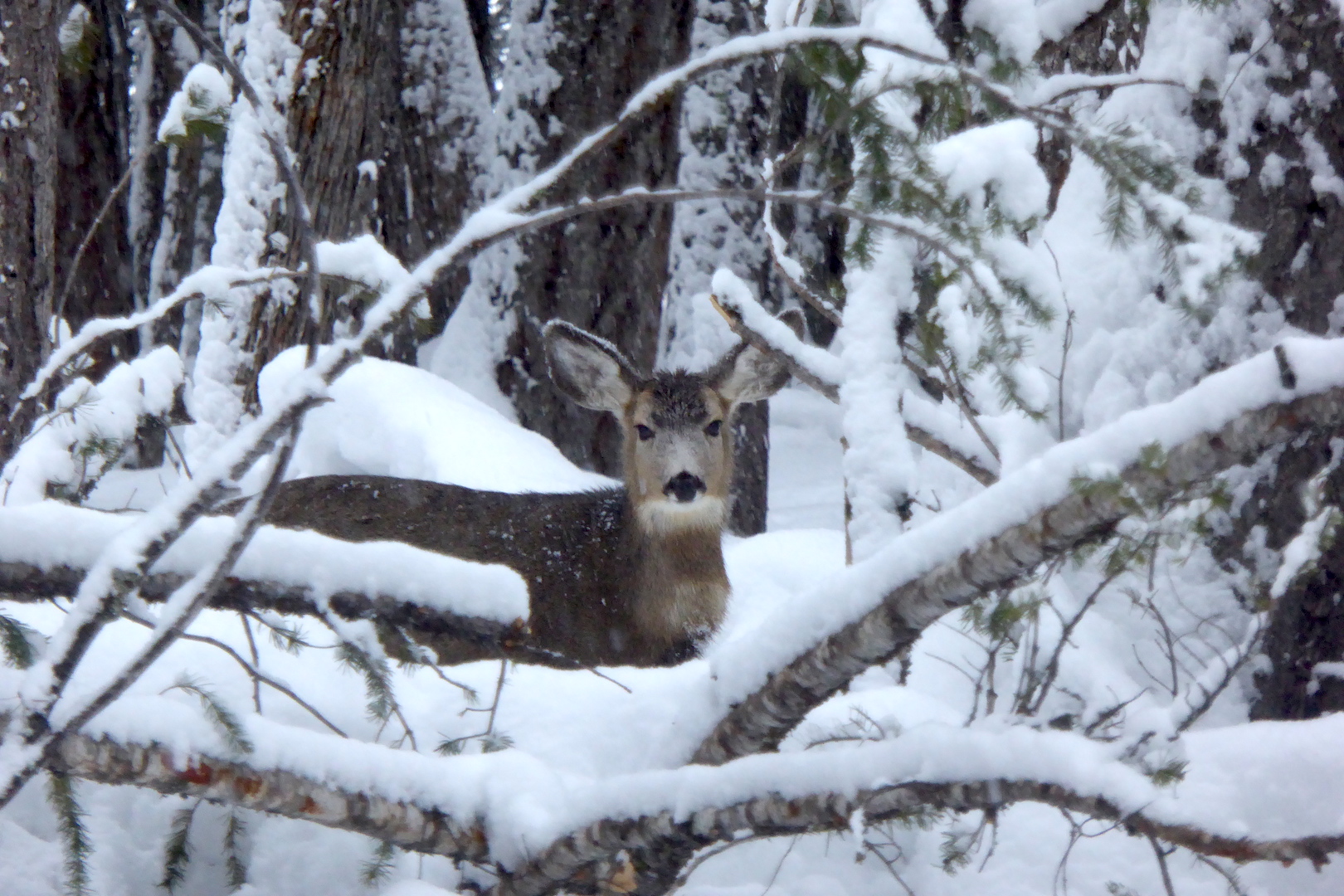 mule deer looking at camera through fallen trees