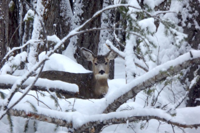 mule deer looking at camera through fallen trees