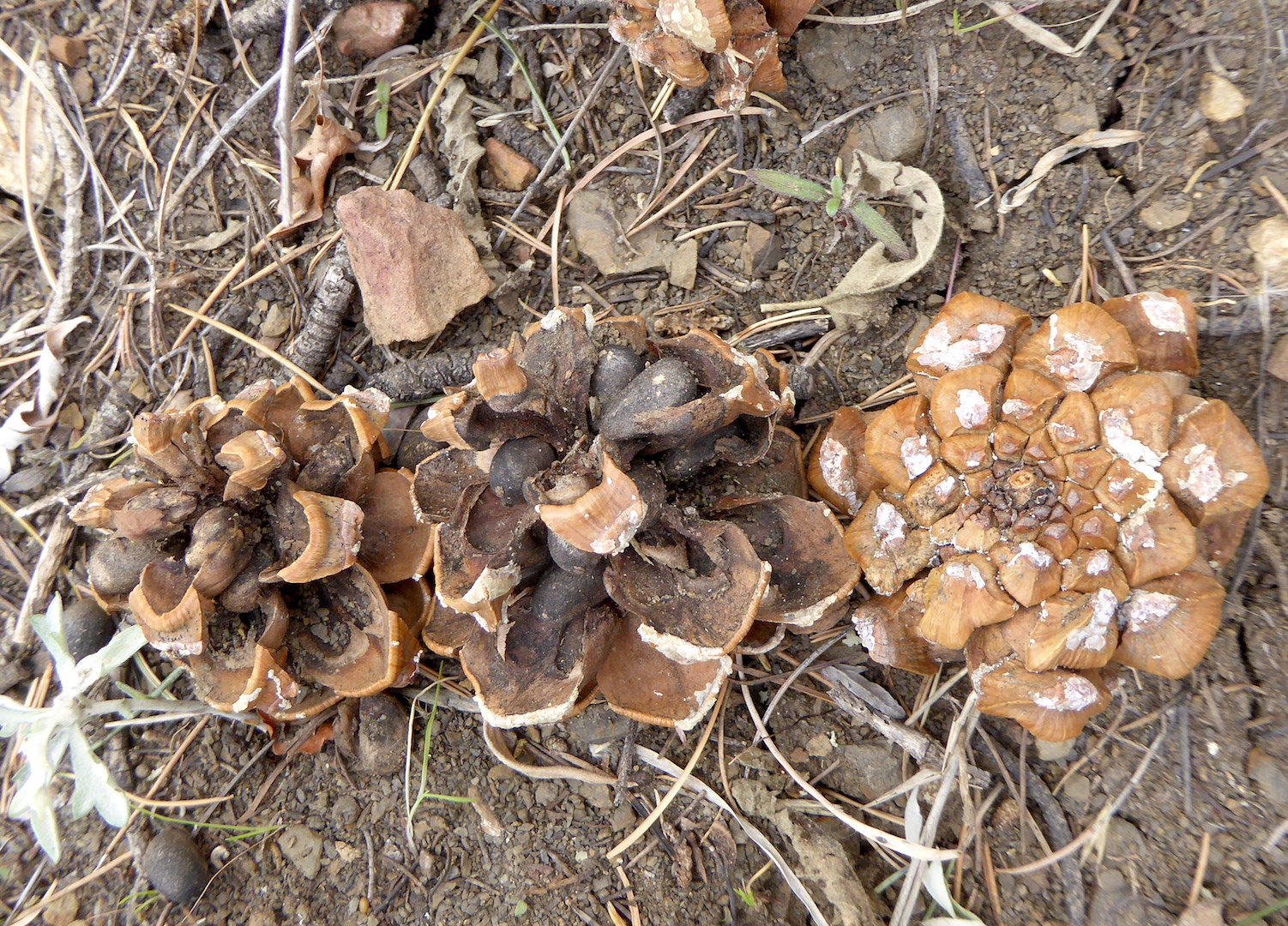 pine cones on the ground
