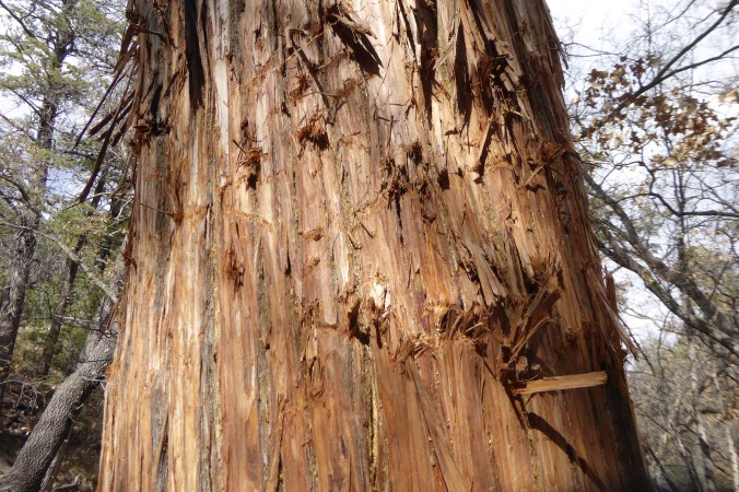 scratch marks on bark of tree