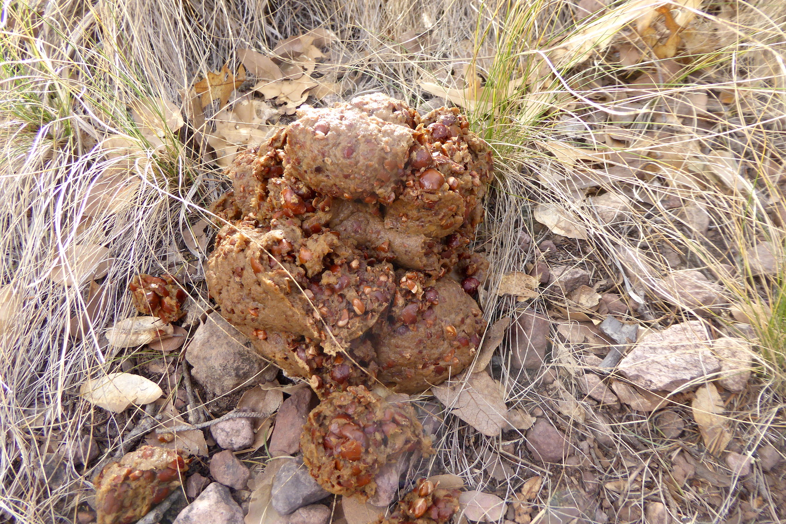 pile of black bear scat in grass