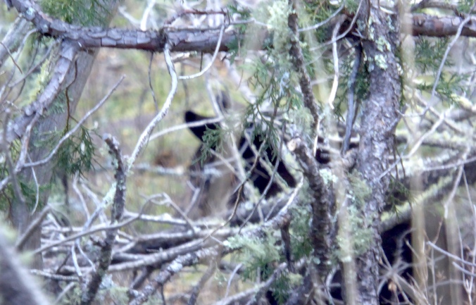 black bear ears seen through thick vegetation