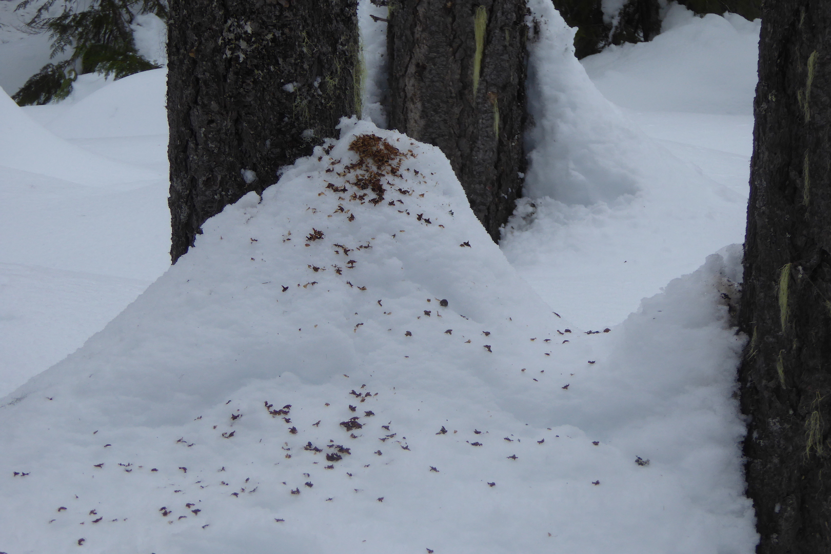 scales from Douglas-fir cone scattered on snow