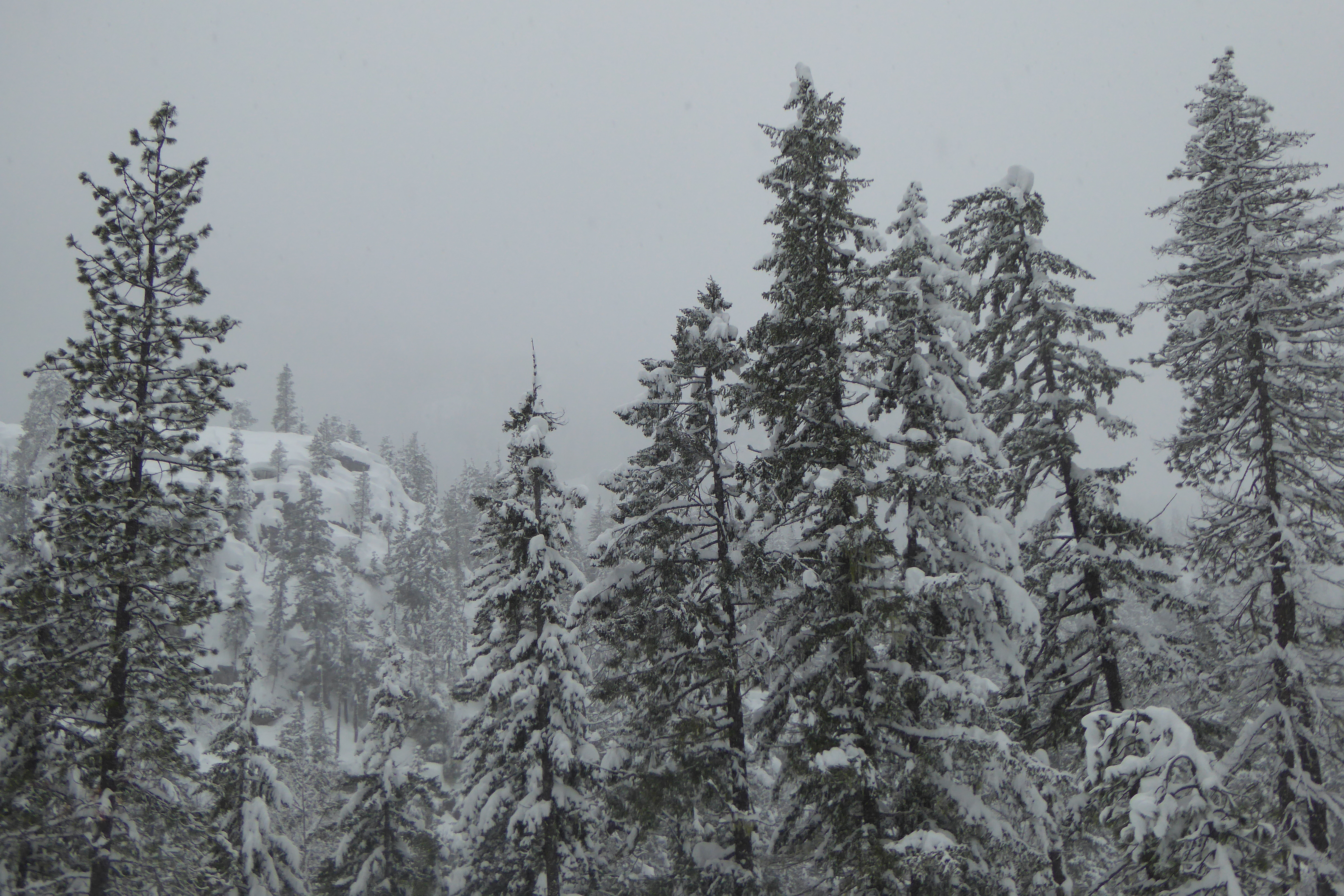 snow covered trees under overcast sky