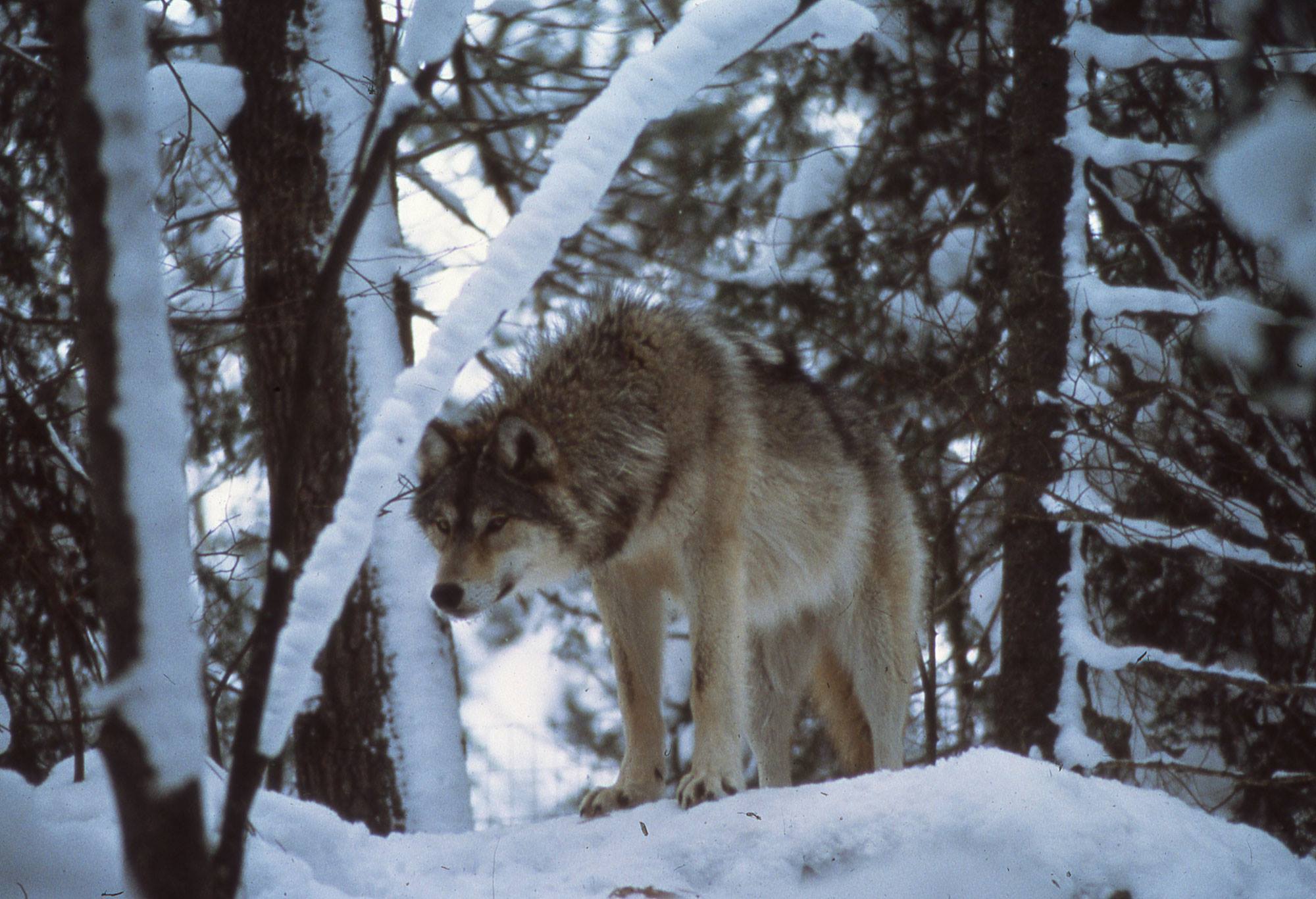 wolf standing in snowy forest