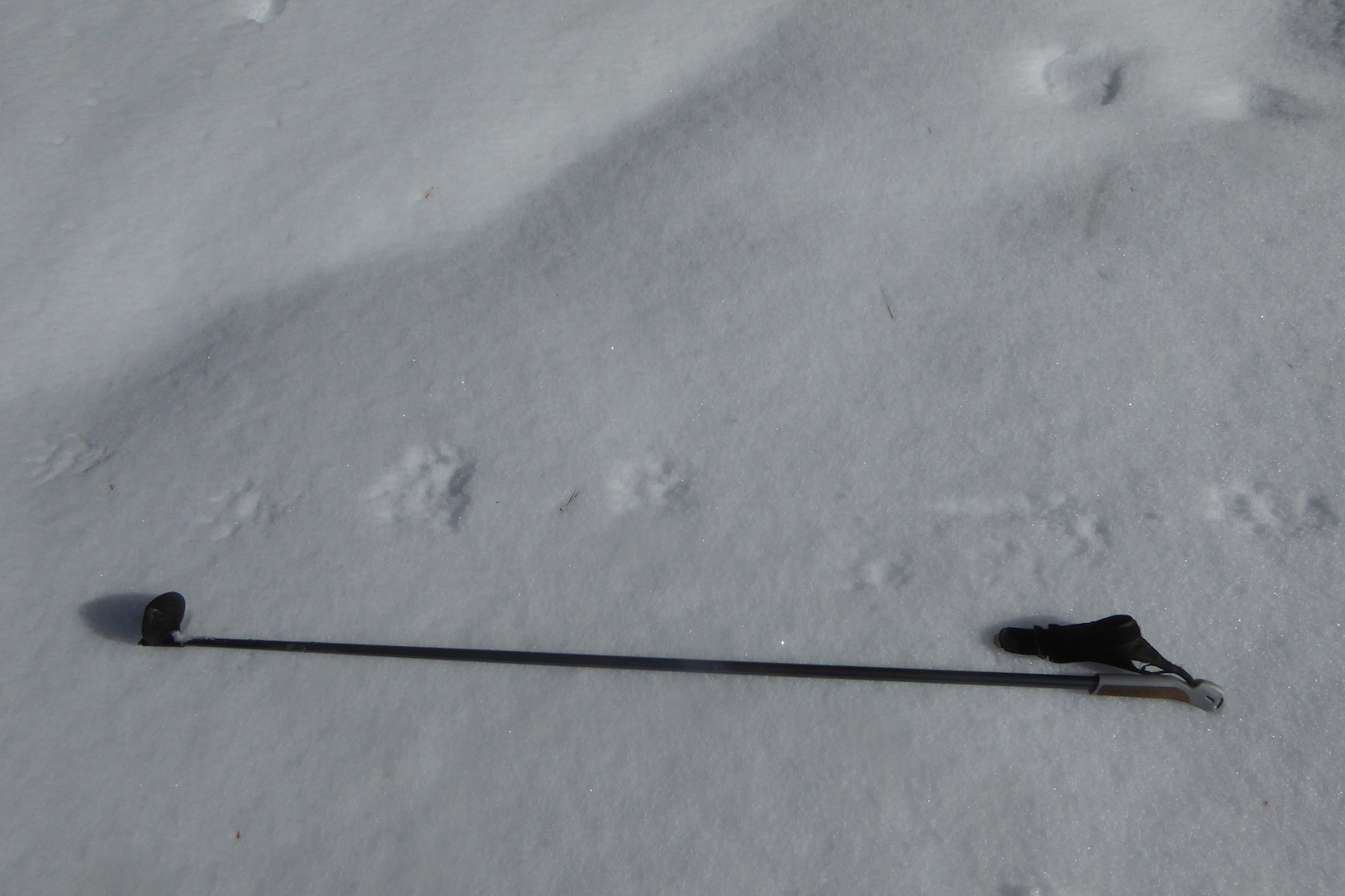 wolverine tracks in snow next to ski pole