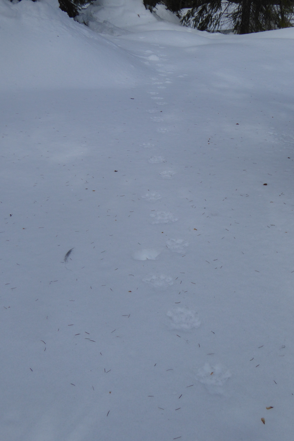 Wolverine tracks in snow.