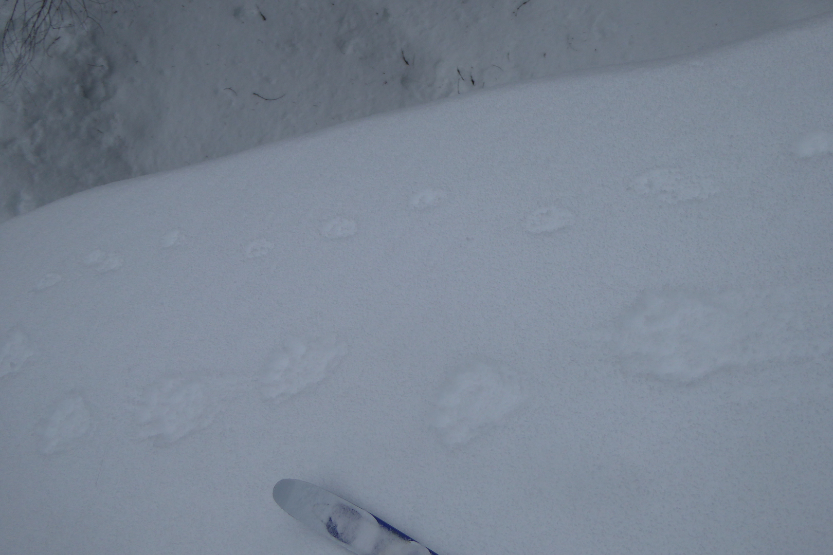 wolverine tracks (bottom) next to smaller marten tracks. Tip of ski at bottom center.