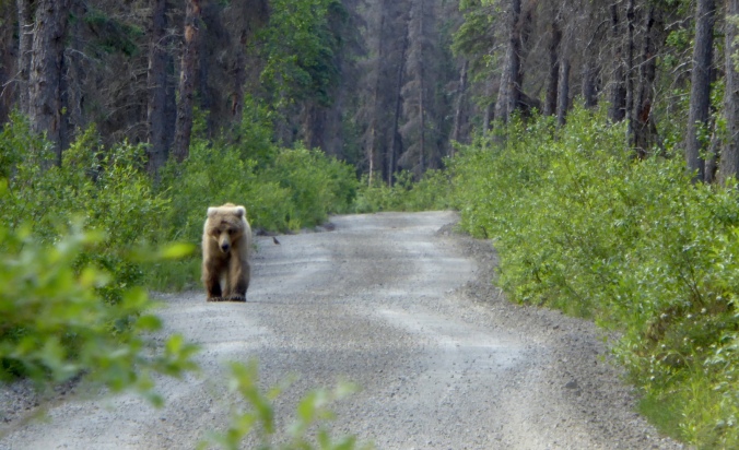 bear walking on dirt road through forest