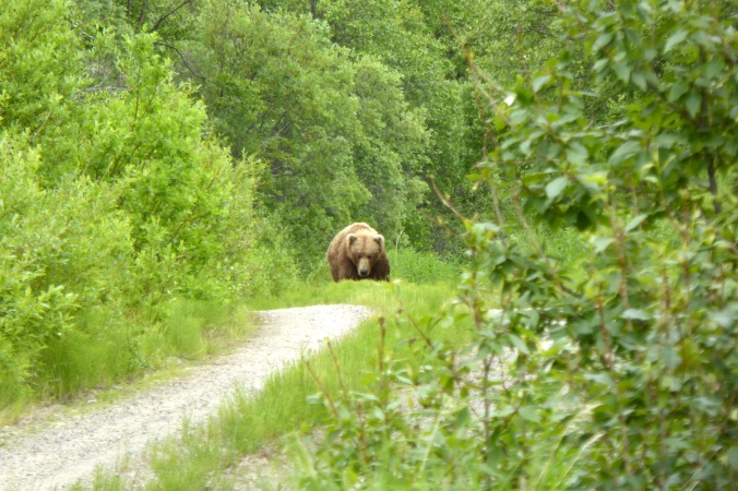 Bear walking on dirt road through forest.