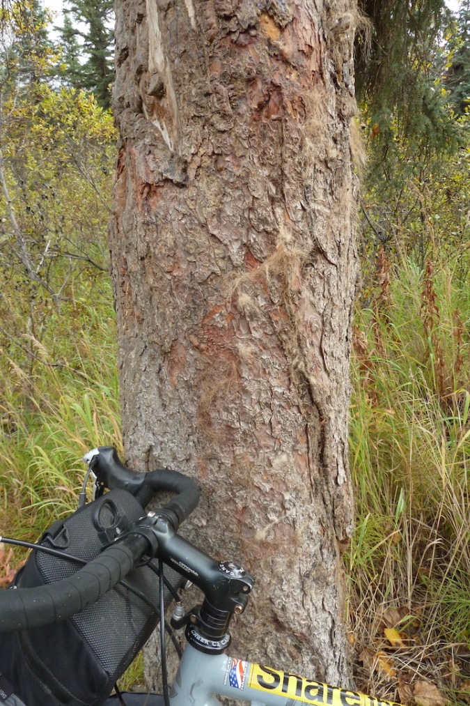 Bicycle handlebars leaning against tree. Bark has bear fur attached to it.