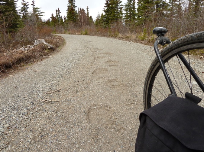 bear tracks on dirt road. bike wheel in right foreground.