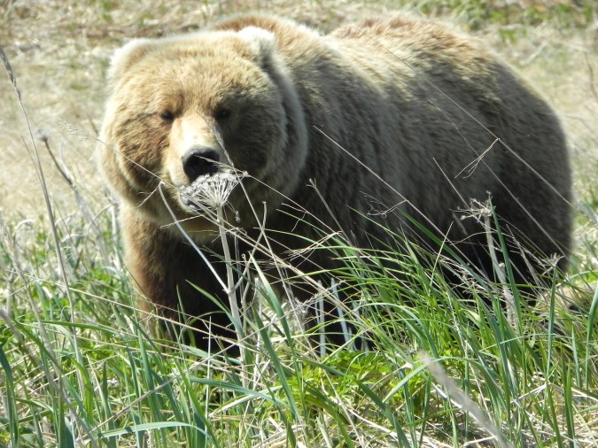 brown bear standing in grass