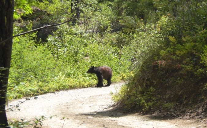 black bear walking on dirt road through forest