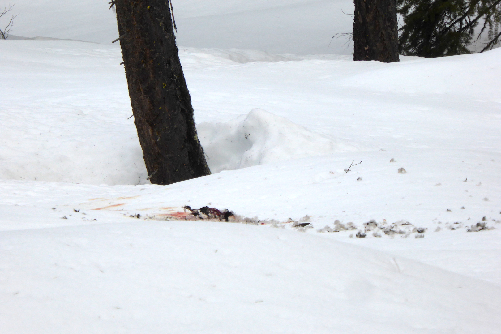 feathers and blood on snow near tree