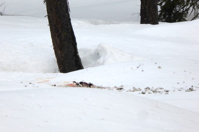 feathers and blood on snow near tree