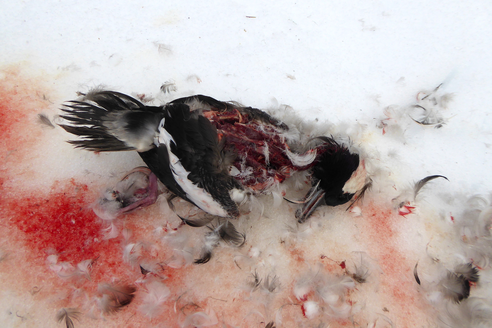 dead bird on snow