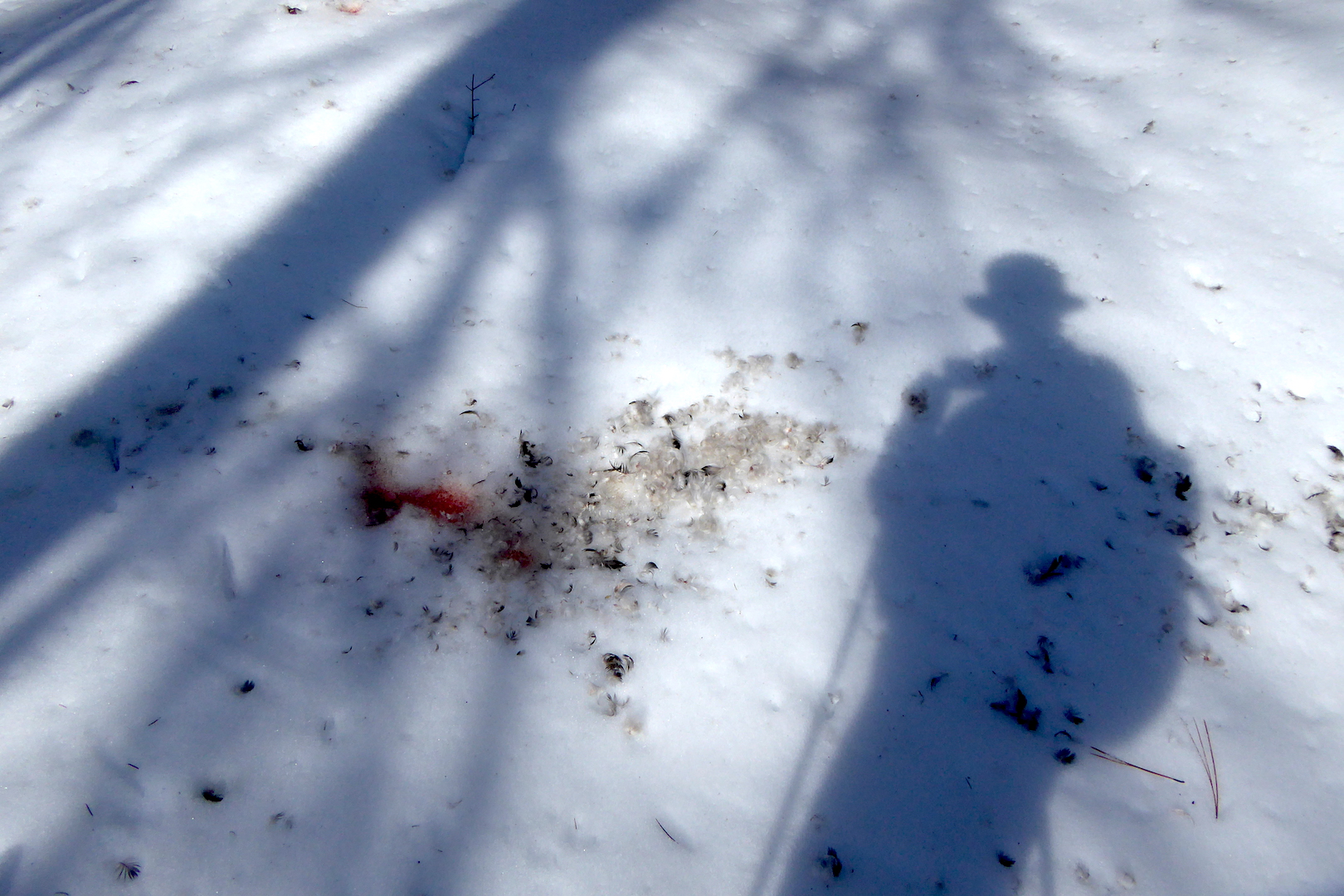 Feathers and blood on snow with shadow of photographer.