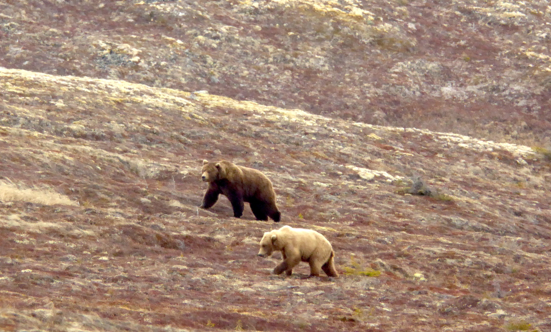 Two brown bears walking on alpine tundra
