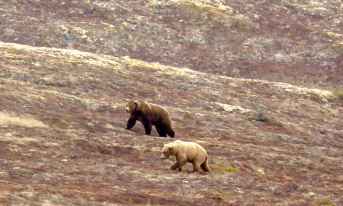 Two brown bears walking on alpine tundra