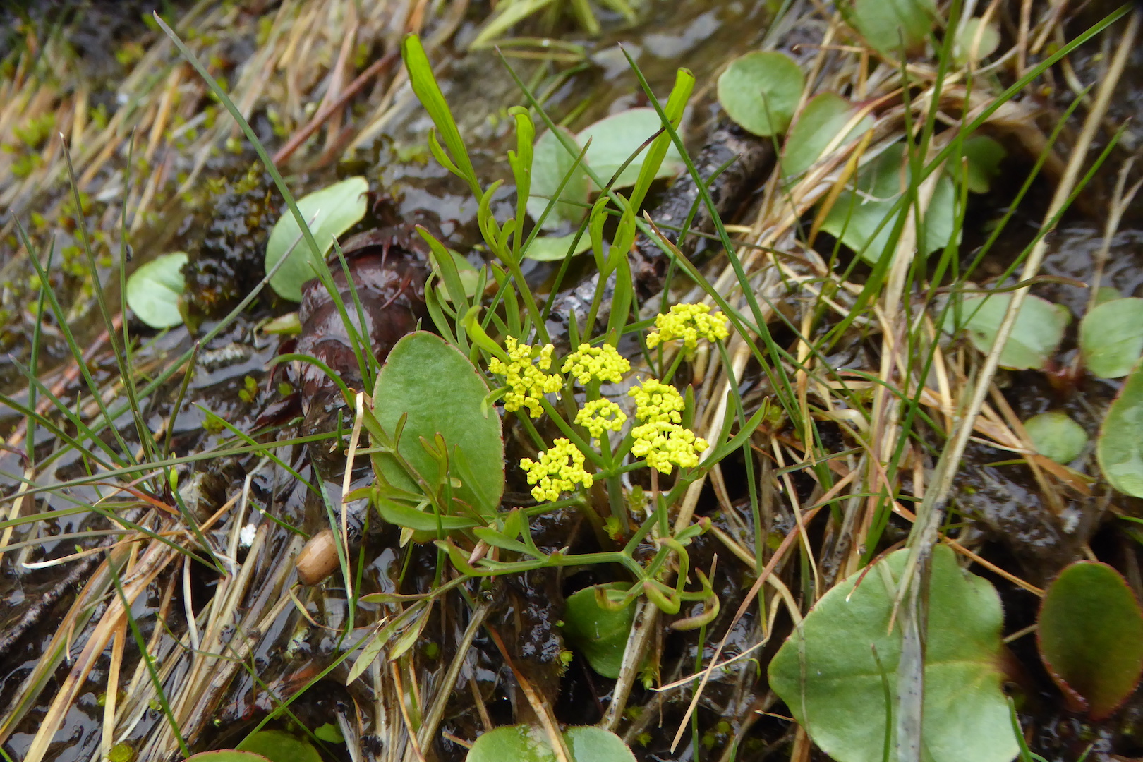 wildflower with umbel of yellow flowers and pinnate leaves, among other small vegetation