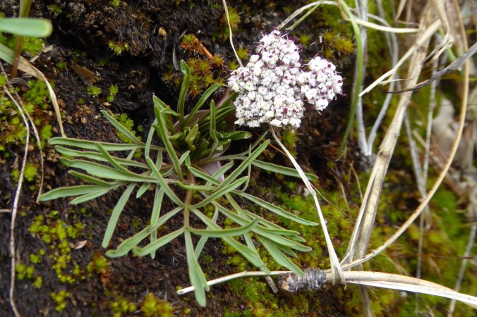 wildflower with umbel of white blossoms and pinnate leaves