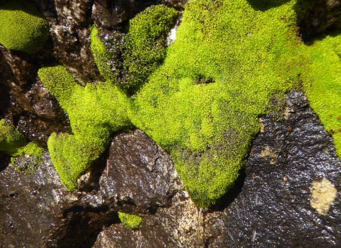 bright green moss, dripping with water, on side of rock