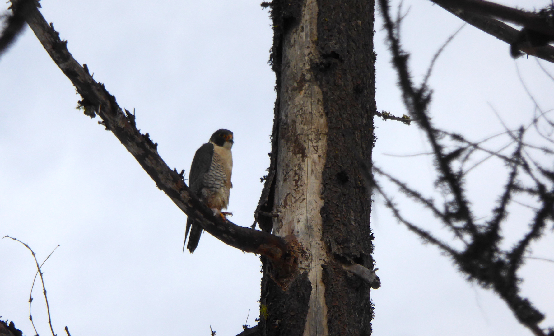 bird perched on tree branch